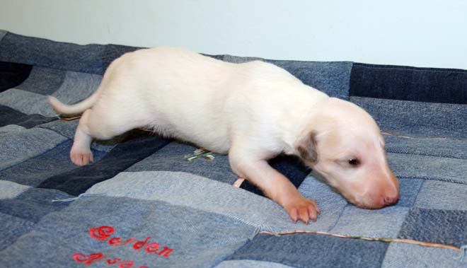 Puppy 6 - Almost Walking